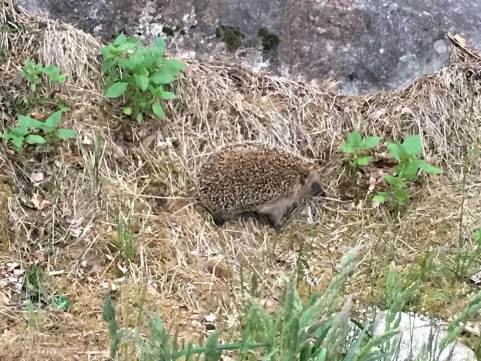Hedgehog looking curiously and waiting