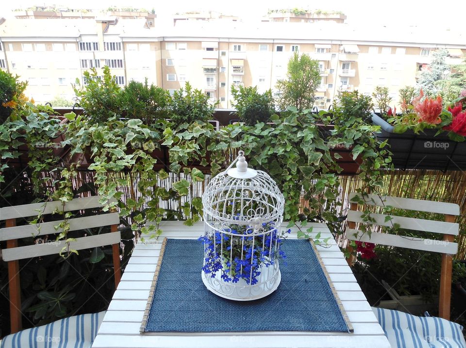 Plants in the balcony