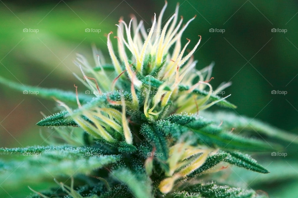Detail of cannabis