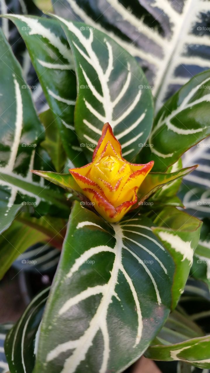 Yellow red flower plant