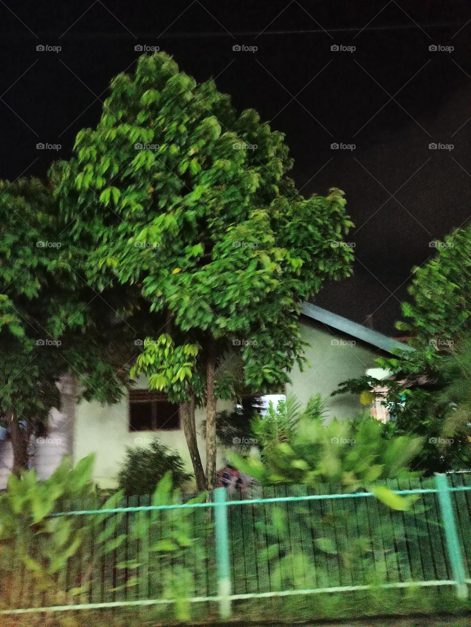 the tree blown by the wind, 
at the night