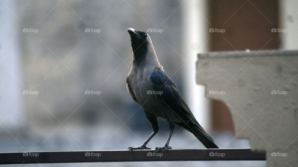 A crow, in three fourth side pose, sensing for any signs of danger.