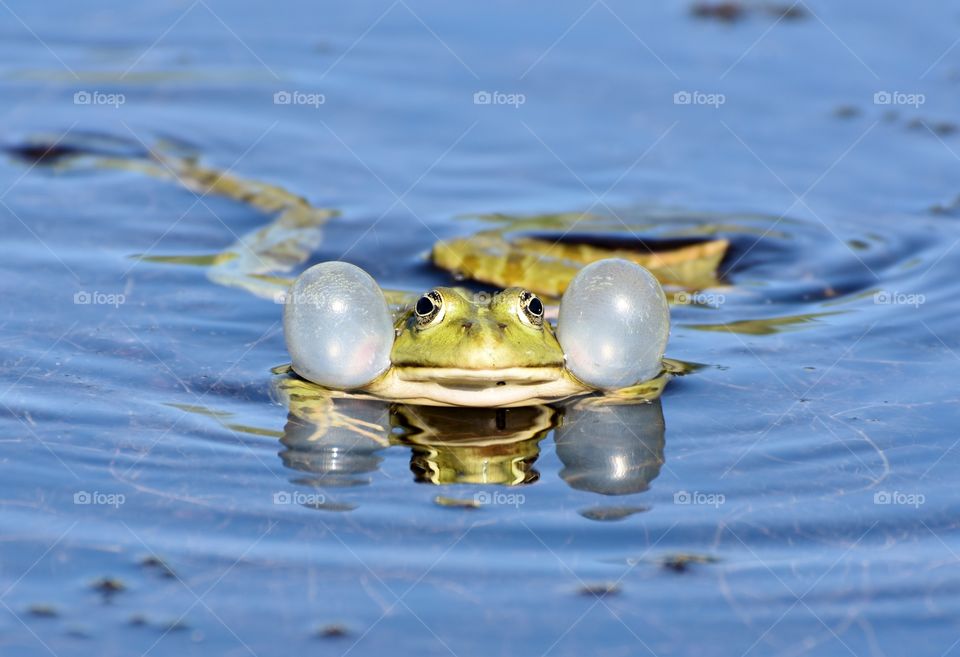 Frog