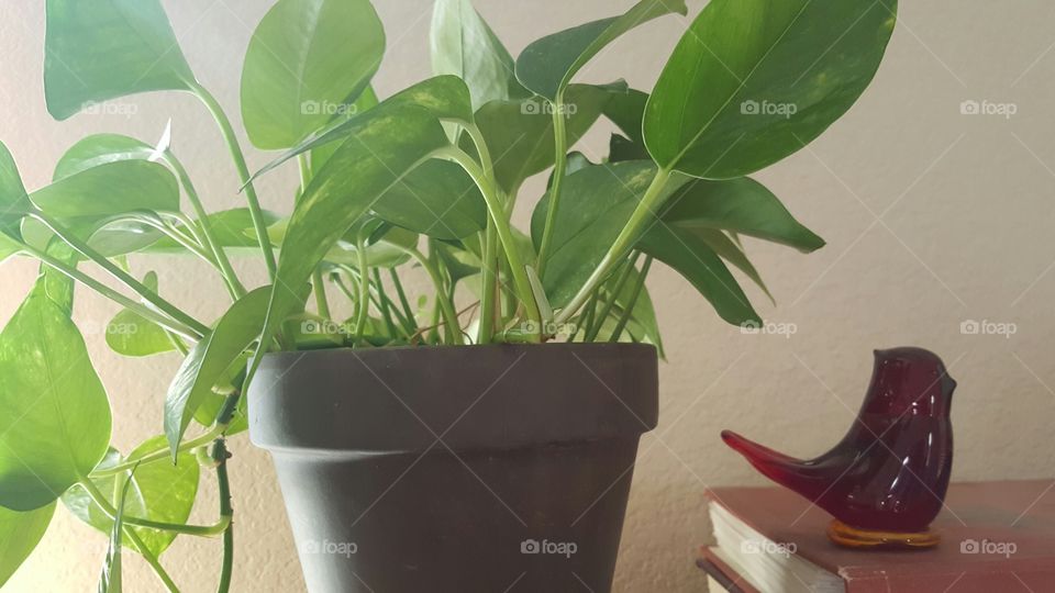 Houseplant on shelf