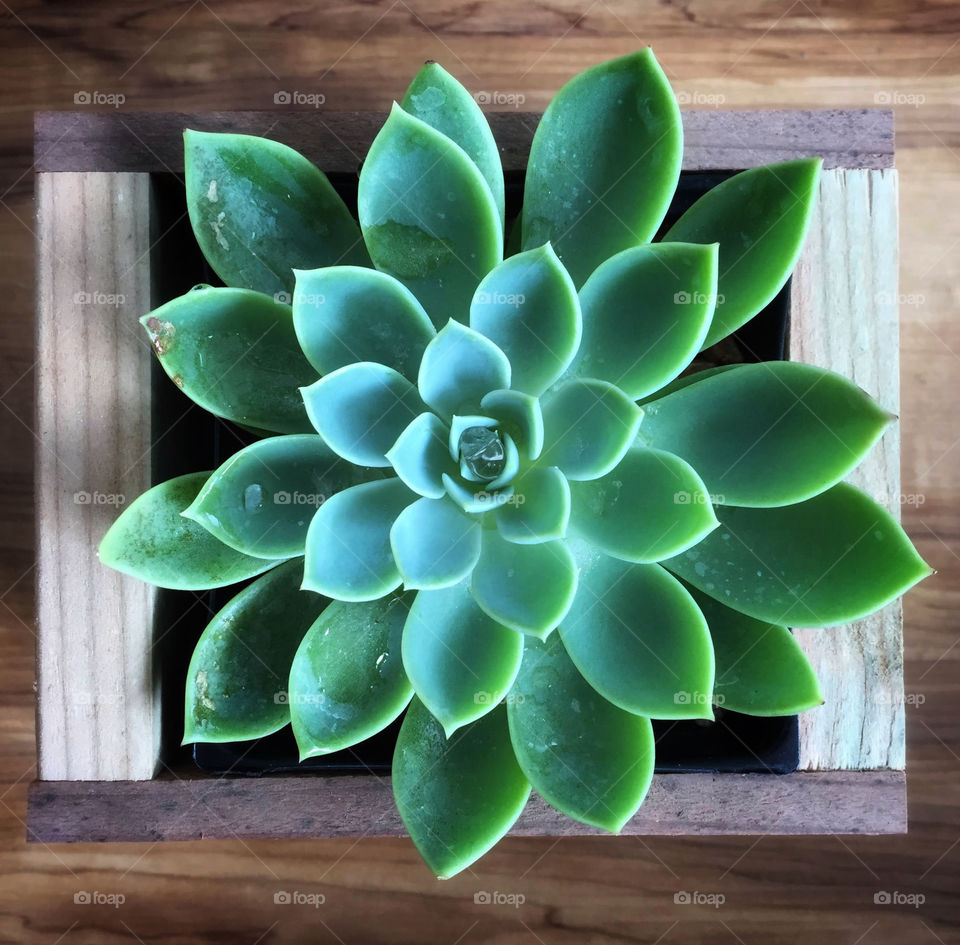 Succulent in wooden container seen from above