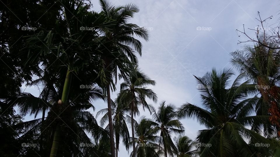 Palm, Tree, No Person, Beach, Coconut