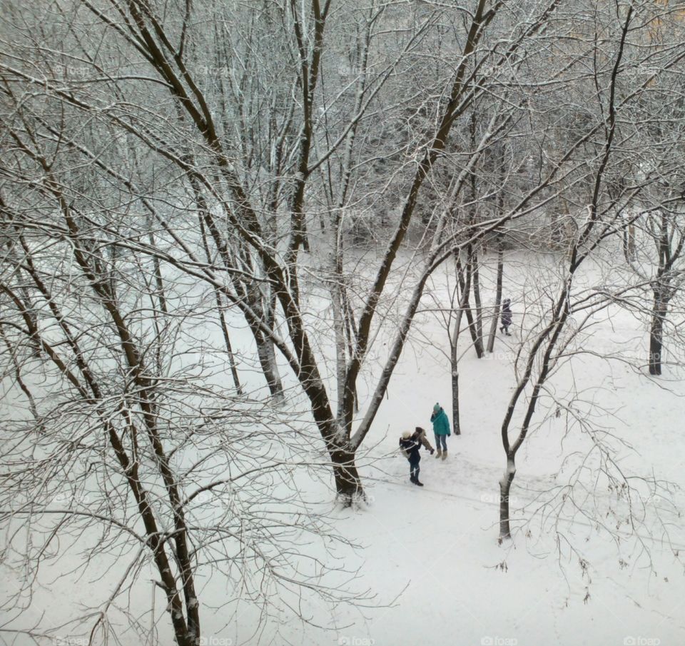 Winter, Snow, Cold, Weather, Tree