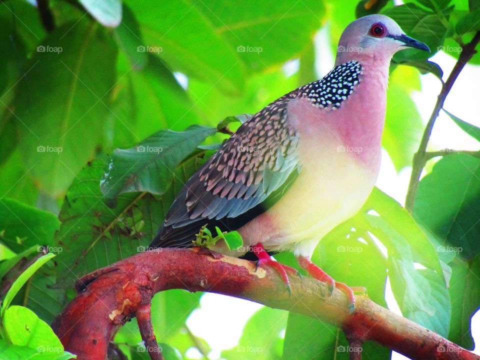 The spotted dove or (spilopelia chinensis) or mountain dove or pearl-necked dove or lace-necked dove or spotted turtle-dove.