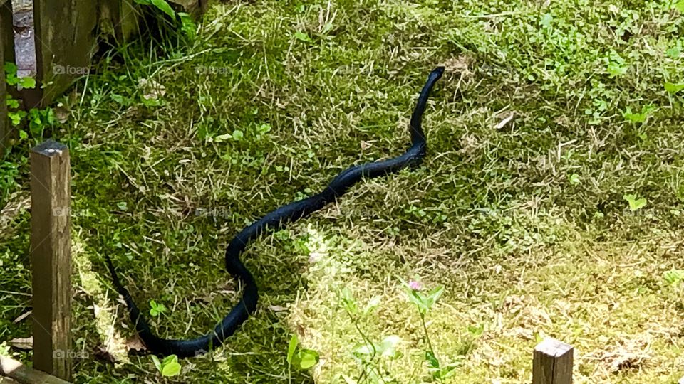 Backyard, Black Snake 
