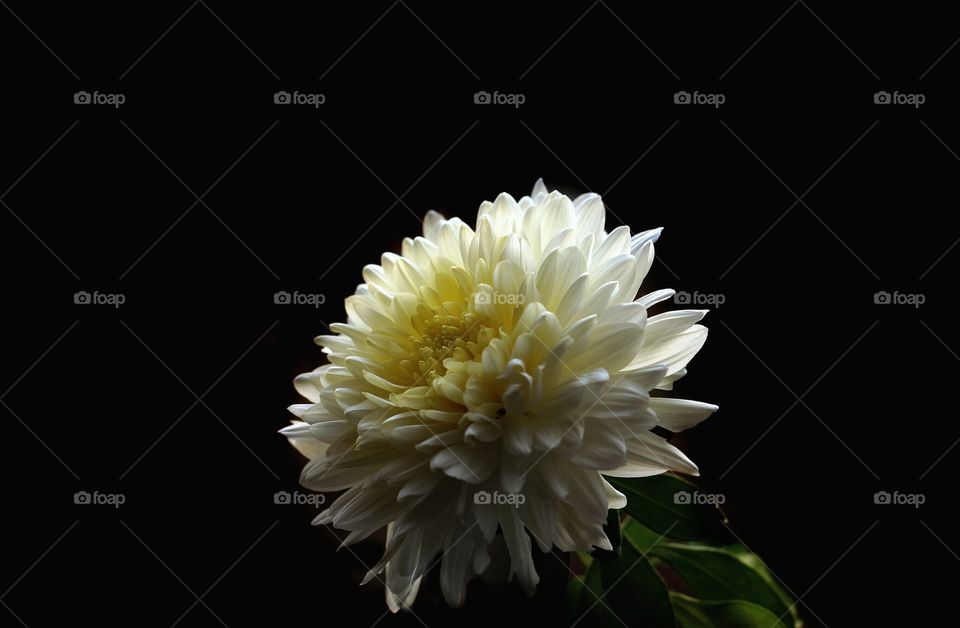 White chrysanthemums