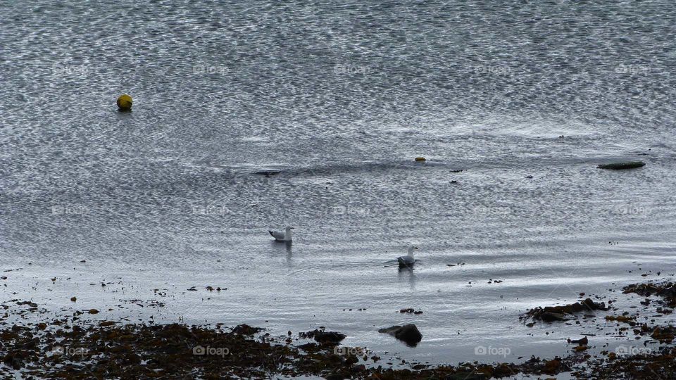 Mouettes dans l eau