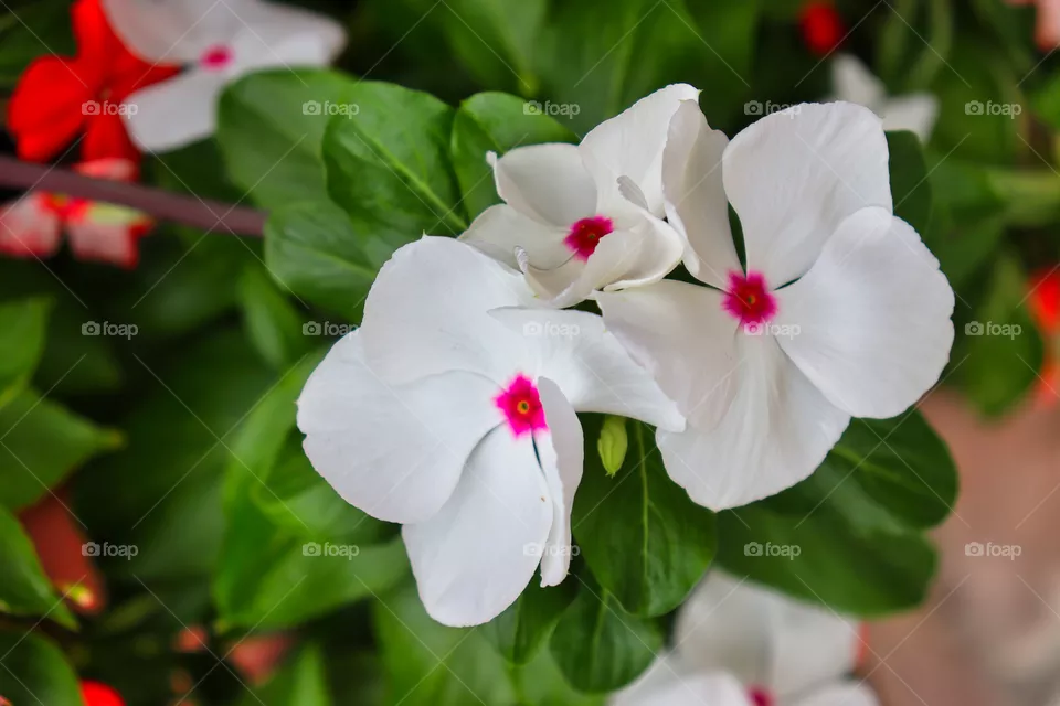 Closeup of three white flowers with pink centers (Madagascar periwinkle). Red flowers and green leaves visible in background. 
