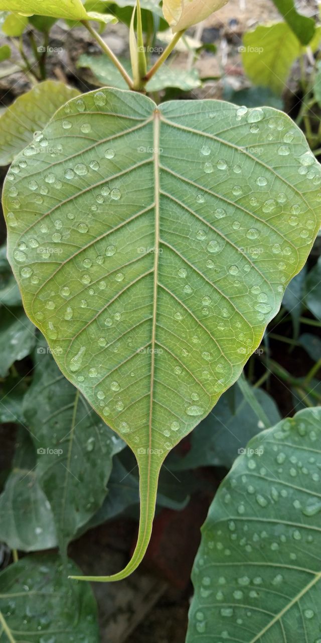 leaf