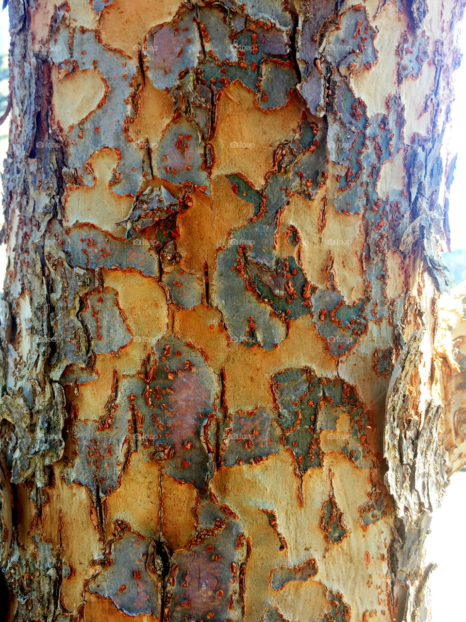 Tree trunk 