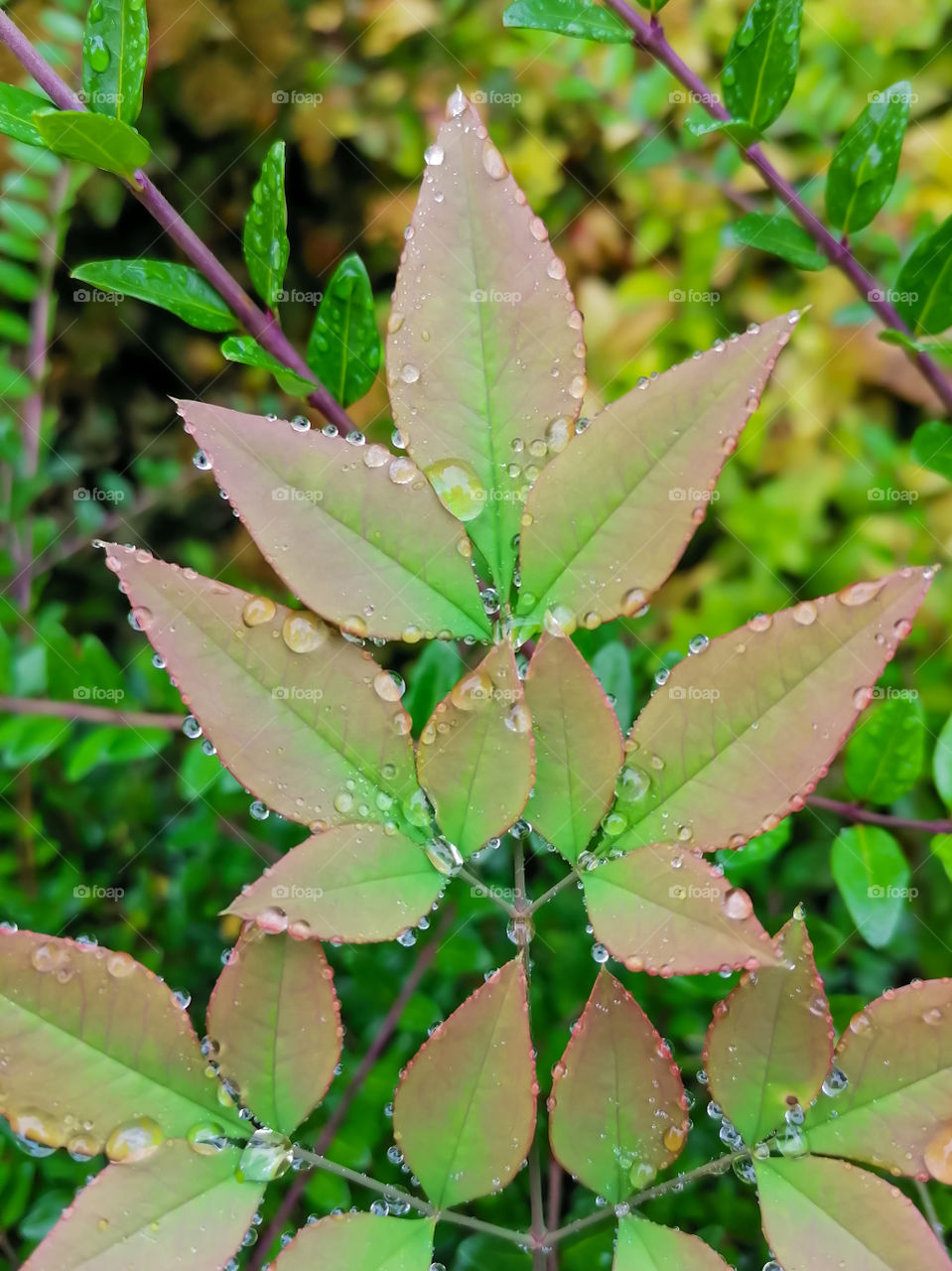 Portrait of plant with droplets