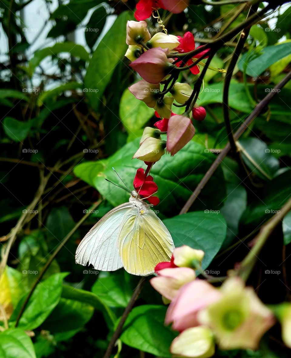 Beautiful white butterfly resting on a red flower in a brilliant green garden