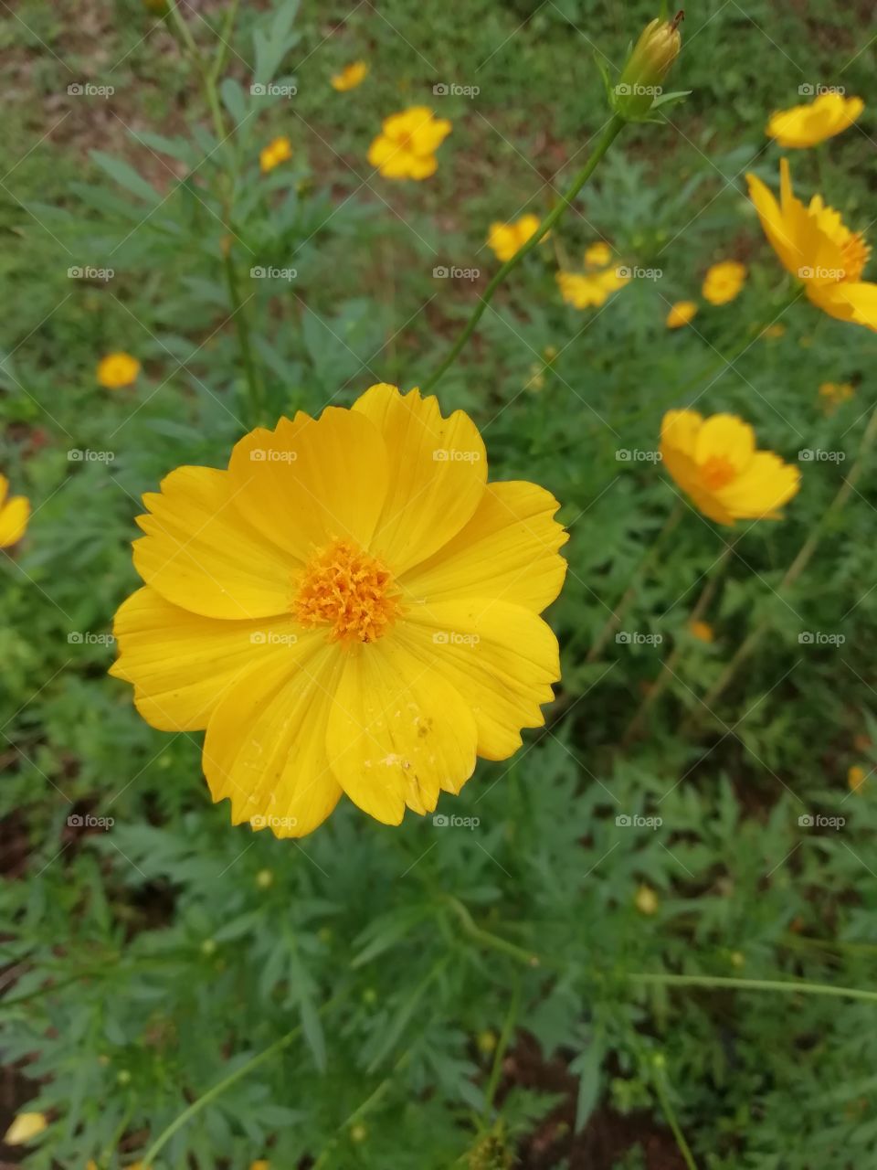 The Yellow beauty