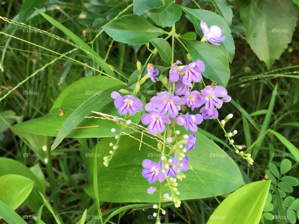 A Purple Flower
