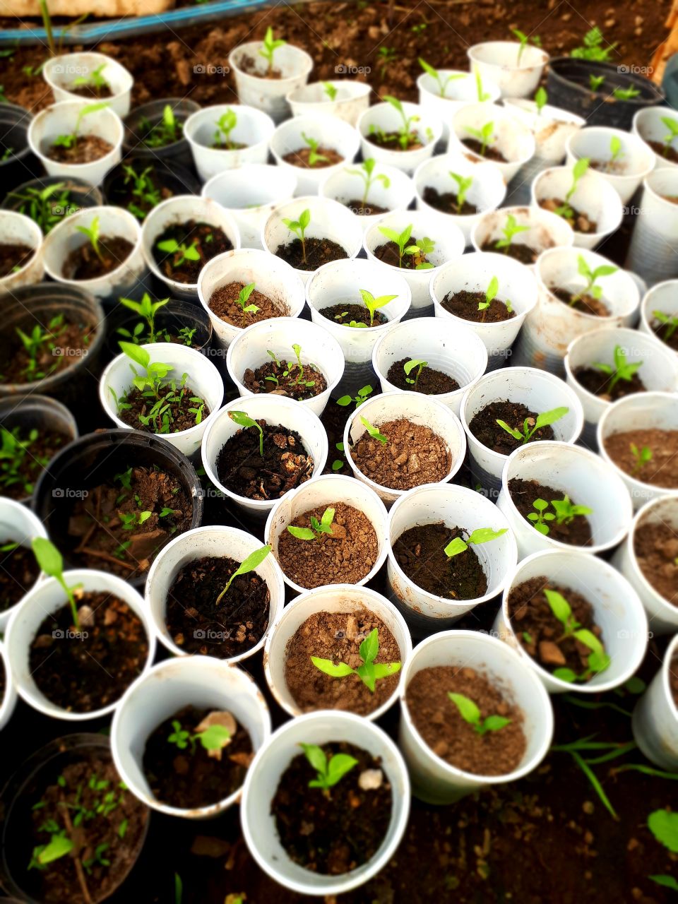 peppers are ready for planting