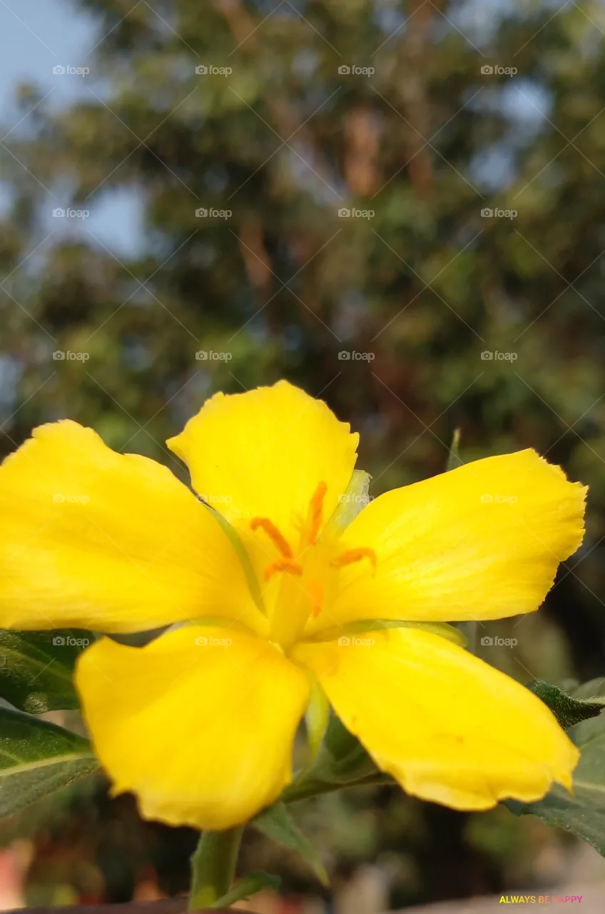 flower