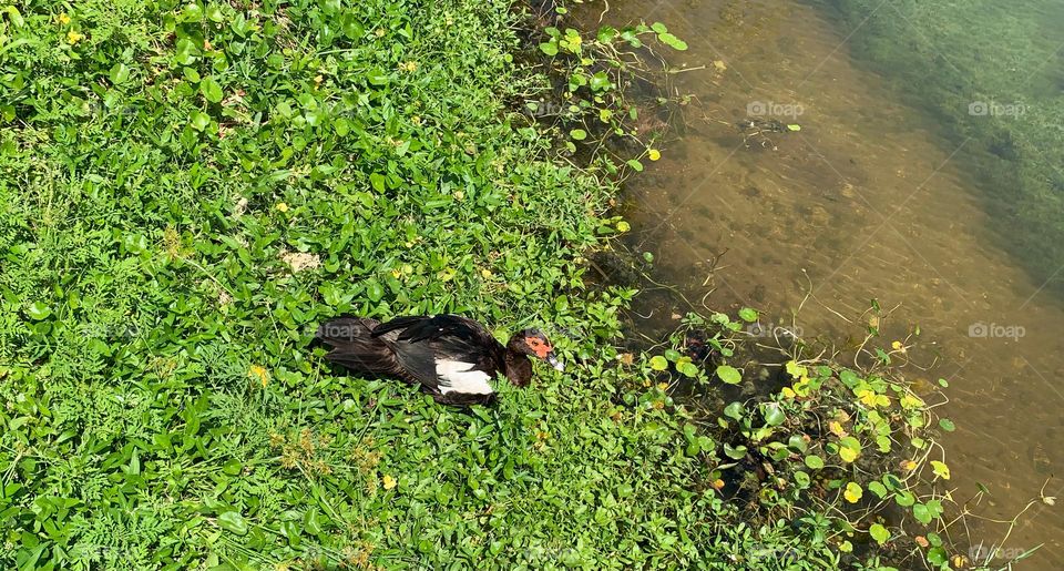 Colorful And Gorgeous Duck Hanging out In The Park Pond Vegetation Under The Sun In The City.