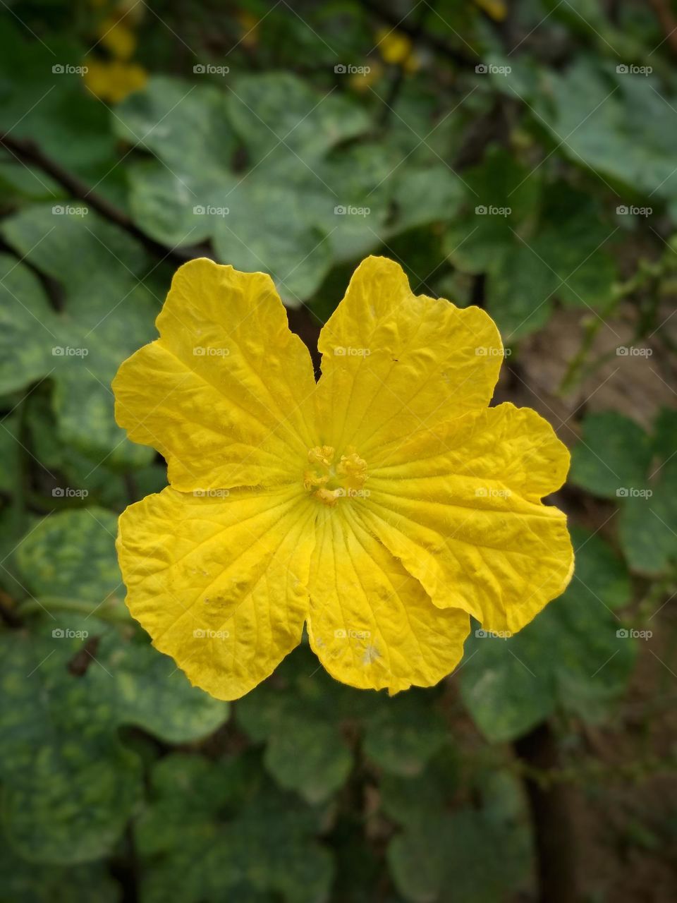 Sponge Gourd Flower | Yellow Flower | Sponge Gourd Plant | Gilki flower