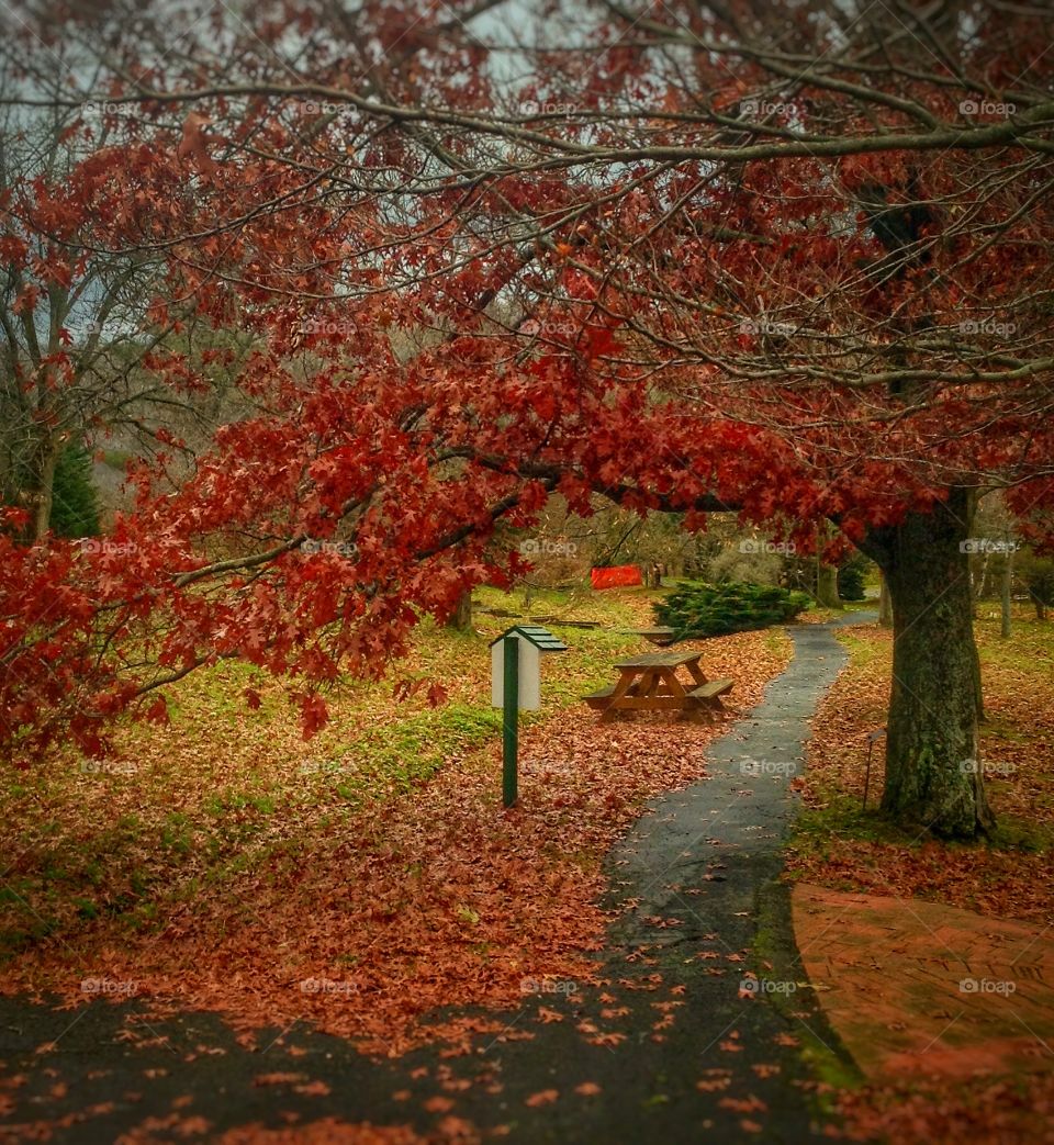 A walk through the woods in late November...