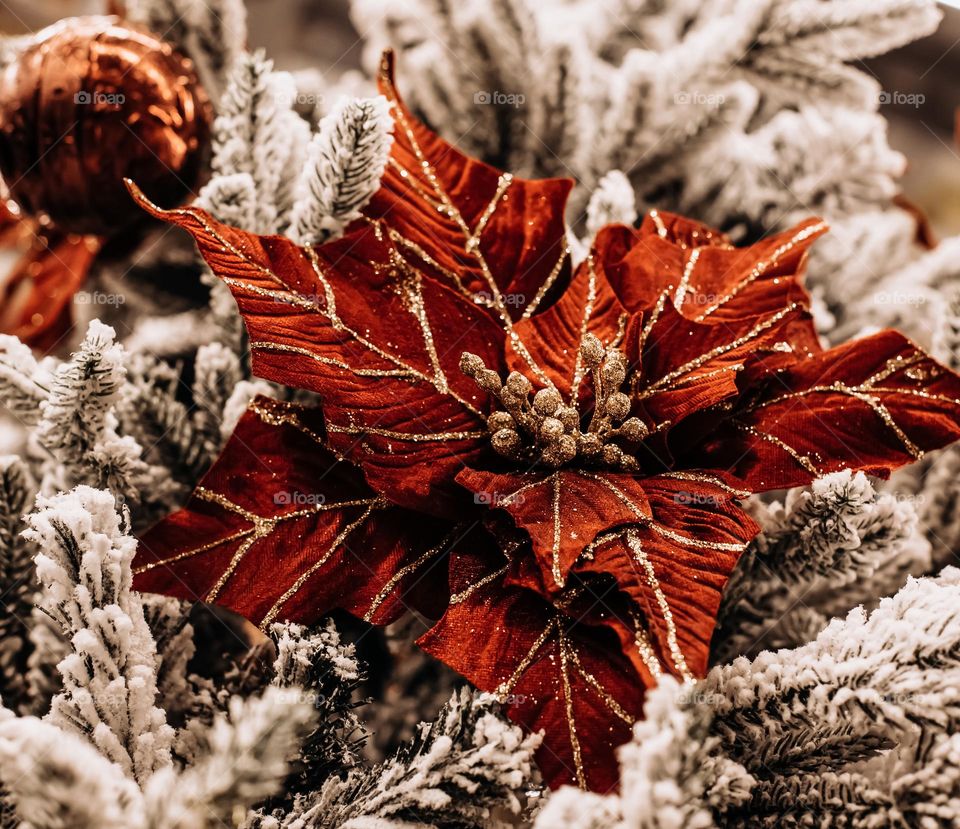 Poinsettia Christmas flower - red and golden decorations.