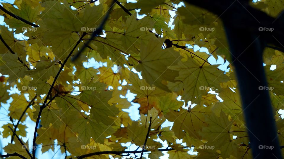 Flirting with the sun.