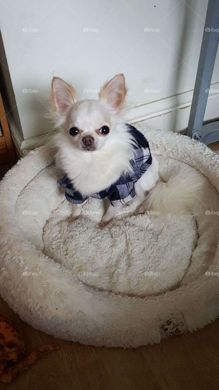 chihuahua in a chequered shirt