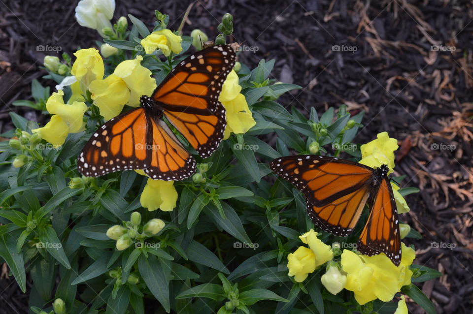 Beautiful Butterflies 