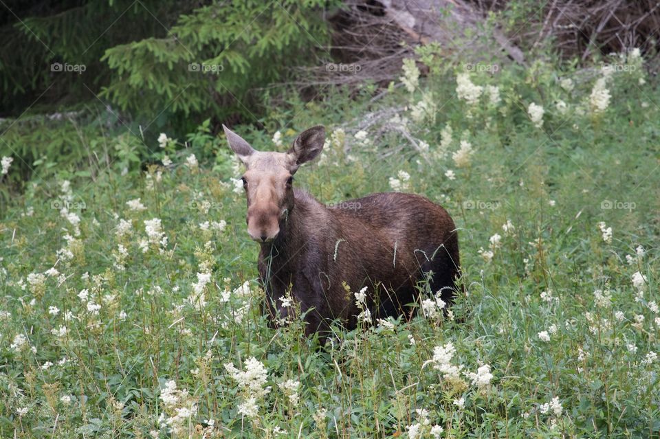 Moose on flower meadow