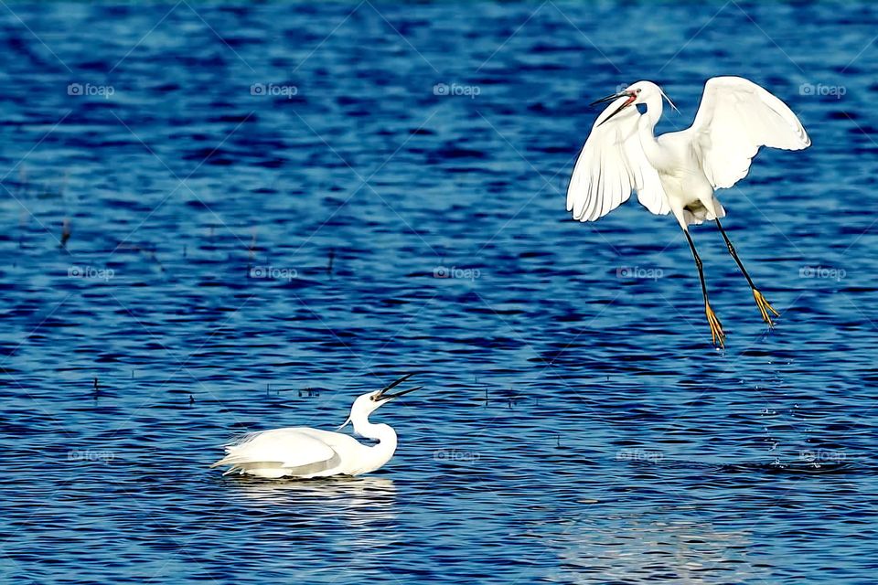 Close up on two Little Egrets, one on the blue sea waters and the other in the air which seem to be arguing in Suscinio
