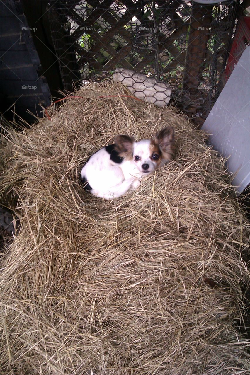 dog haystack