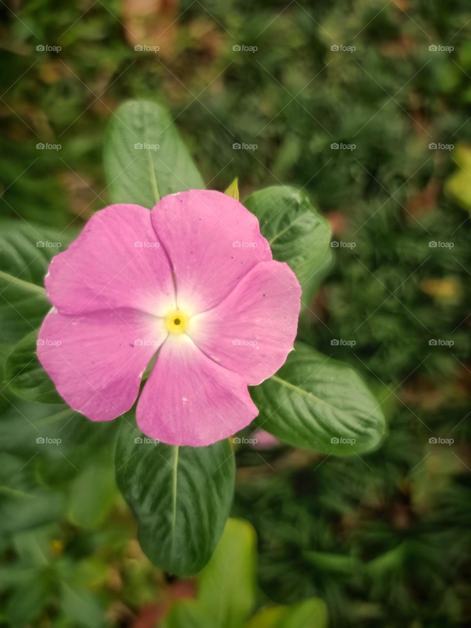 pink flower