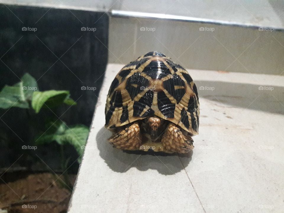 tortoise