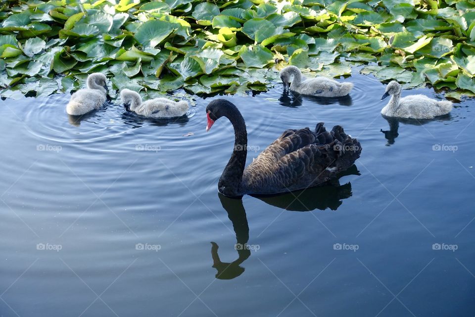 A black swan parent is looking the cygnets drinking water.