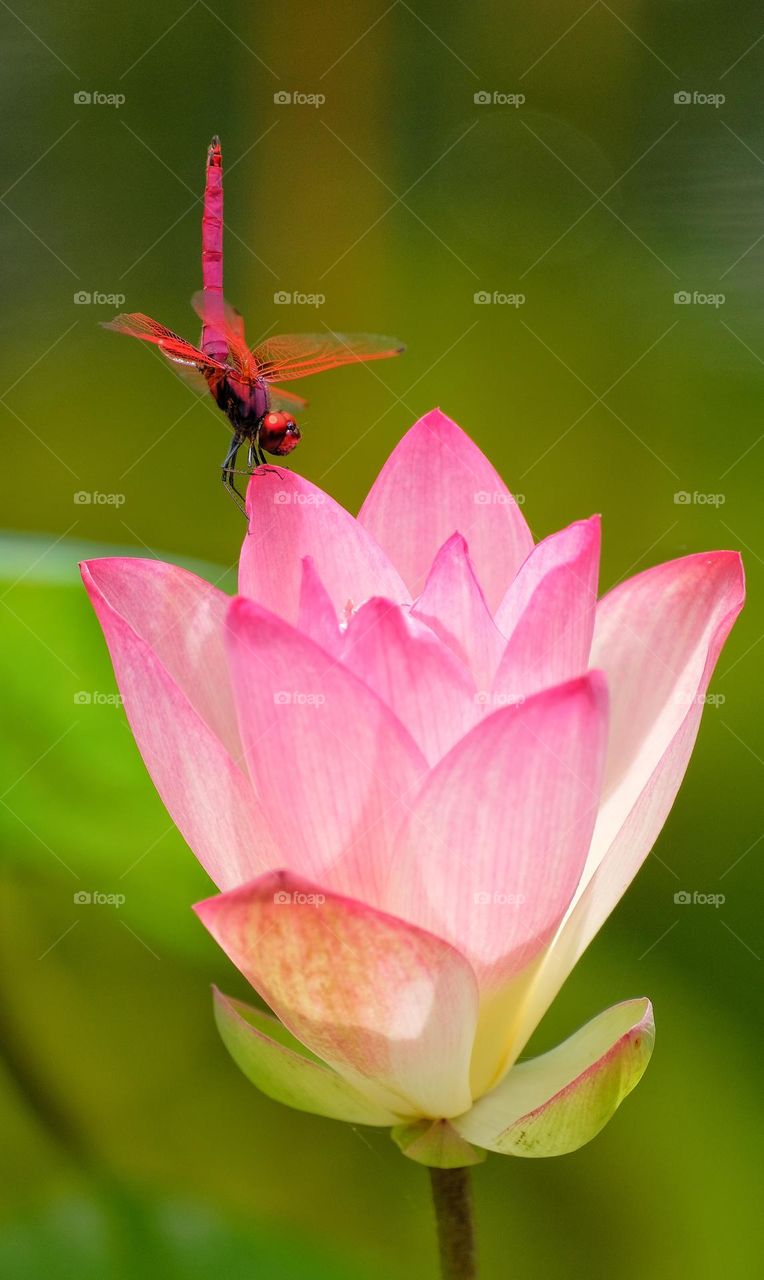 dragonfly in the flower