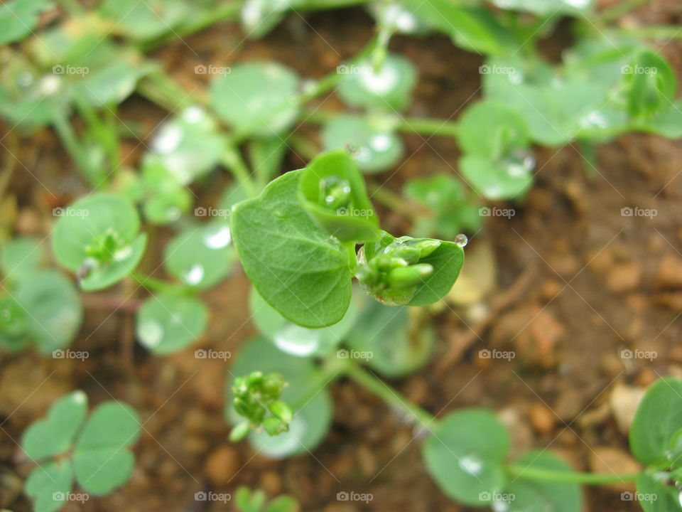 green  leafs