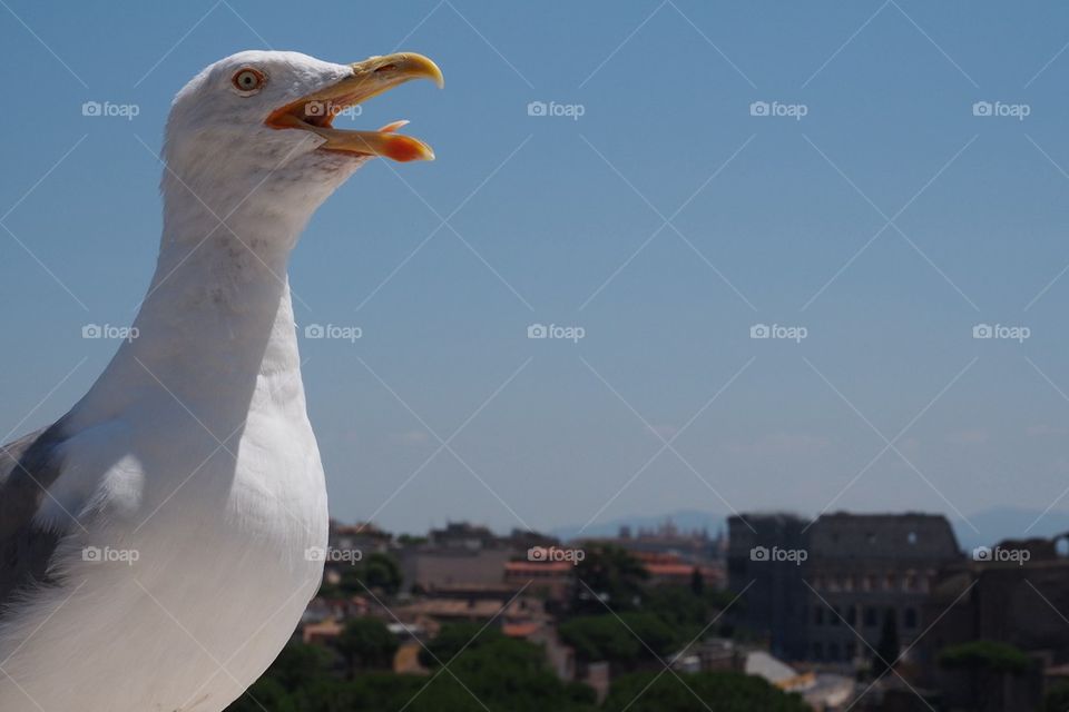 Seagull over Rome