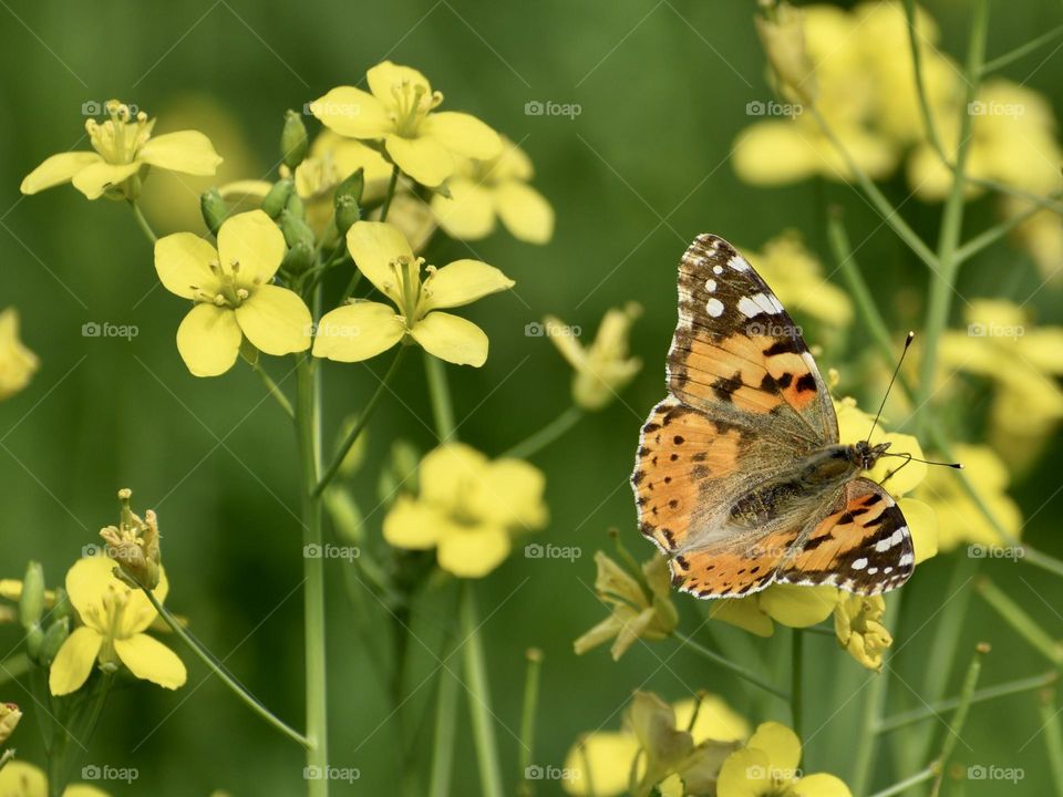 Butterfly sitting on yellow flower 