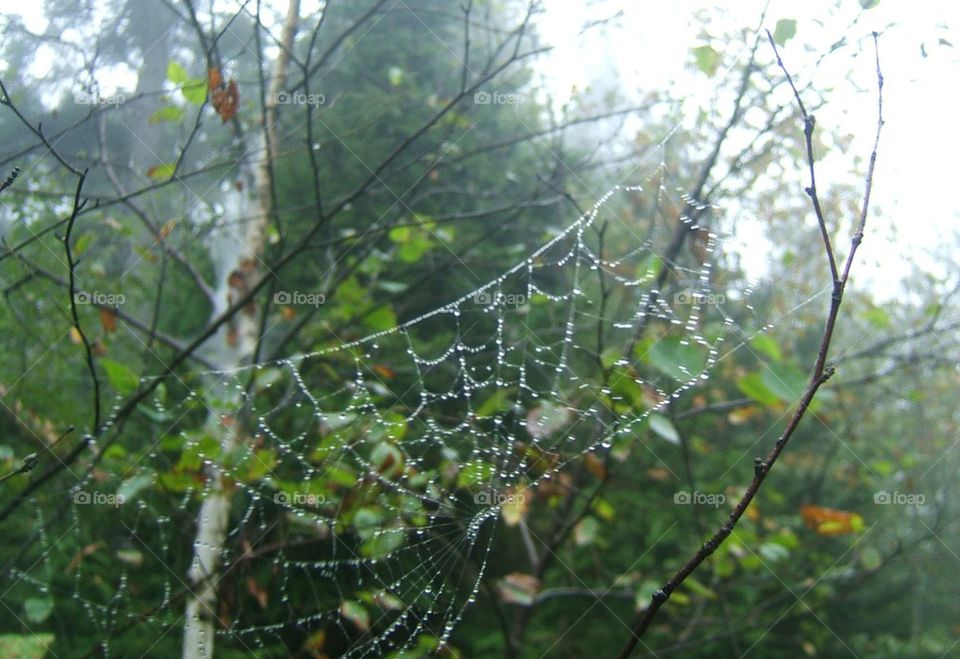 dewy spiderweb