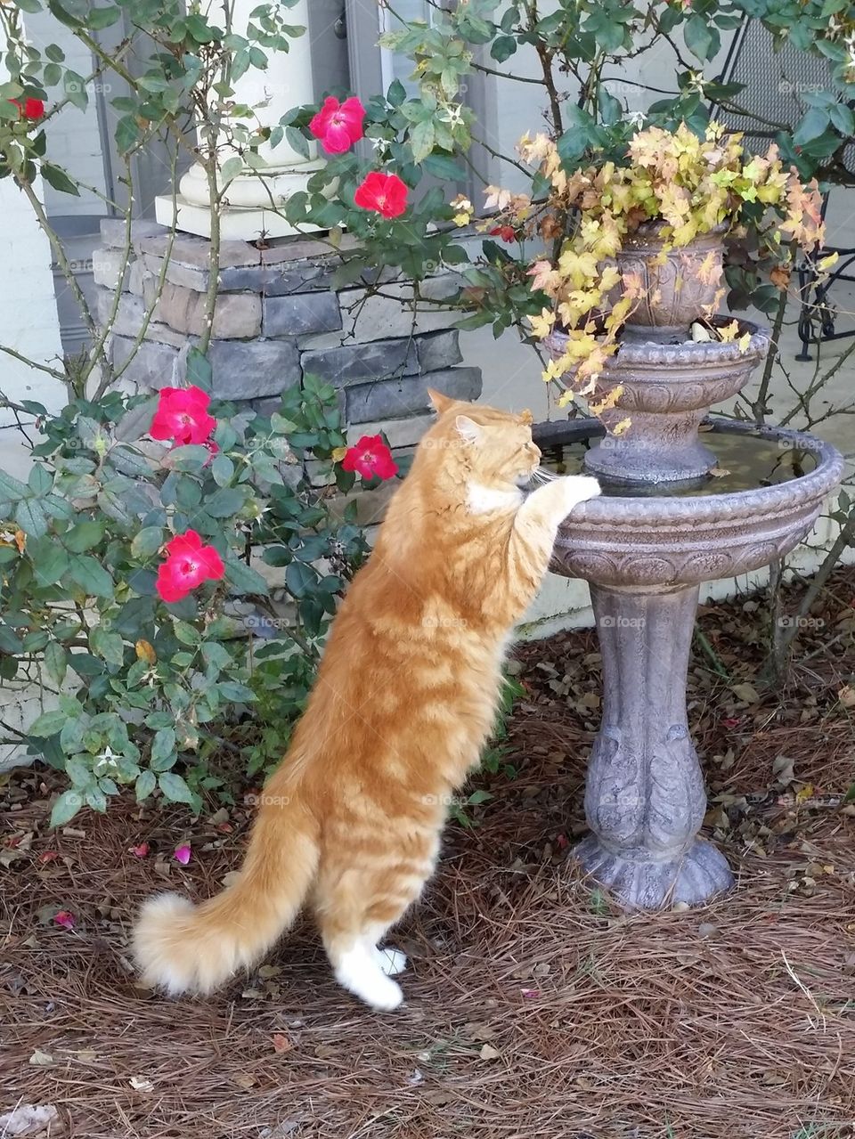 Drinking From the Fountain