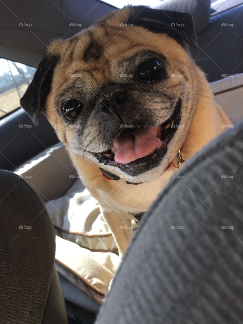 Happy pug during car ride
