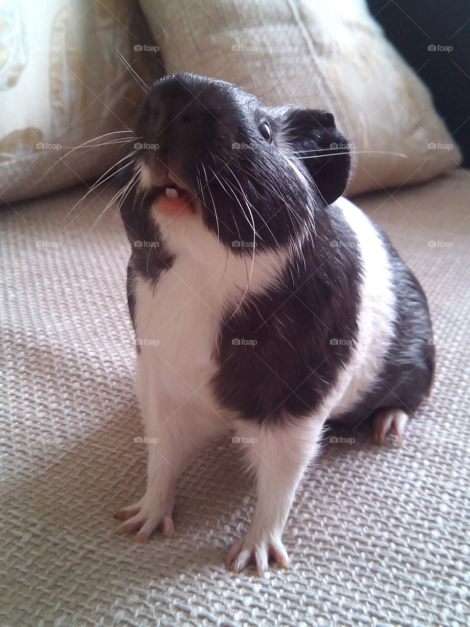 Front view of guinea pig on sofa