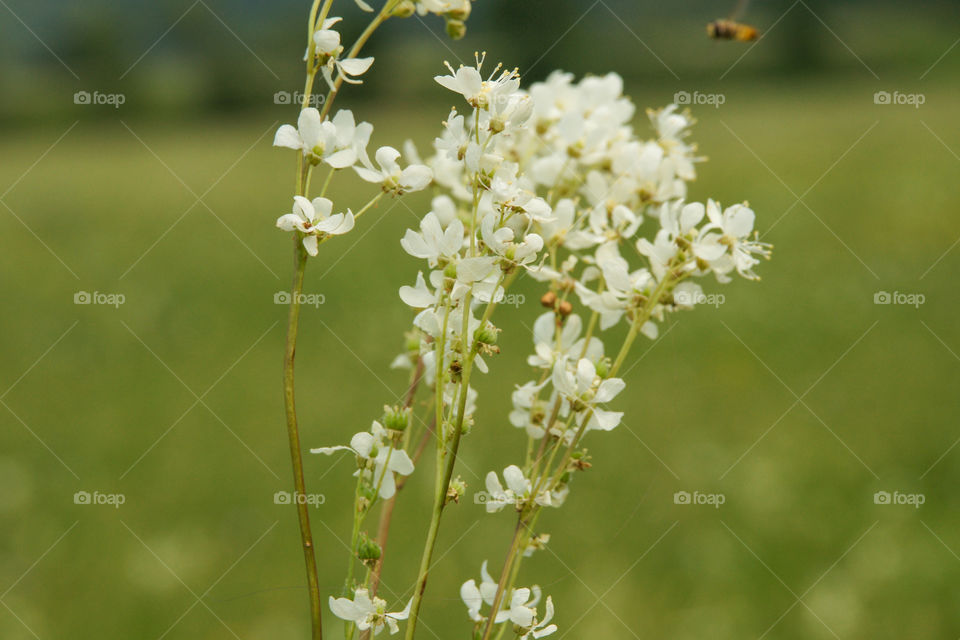 White wild flower