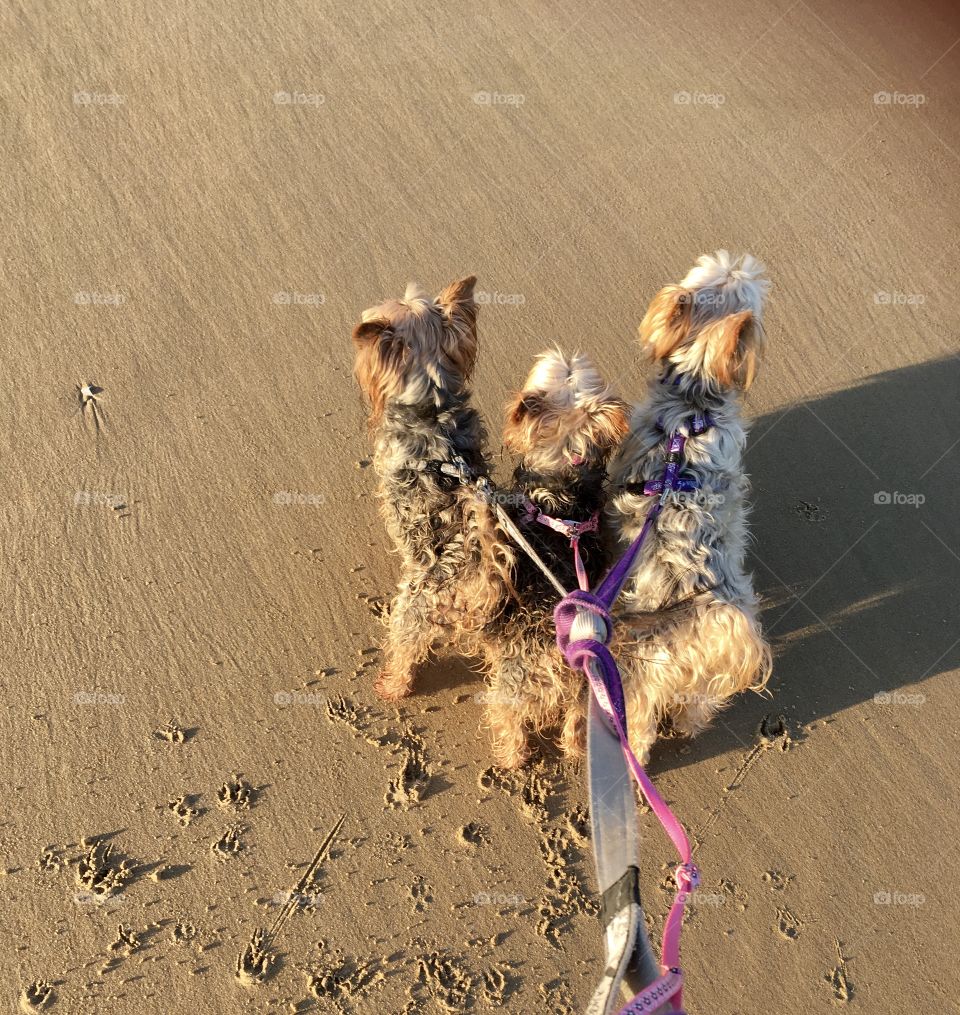 Yorkies going for a walk 