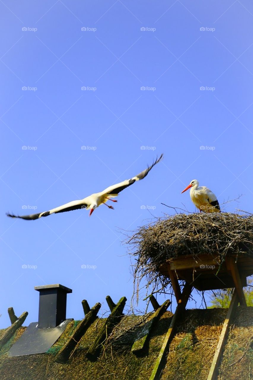 Flying storks