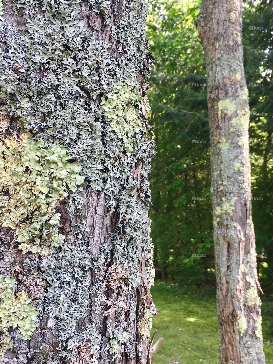 Moss growth on birch tree closeup