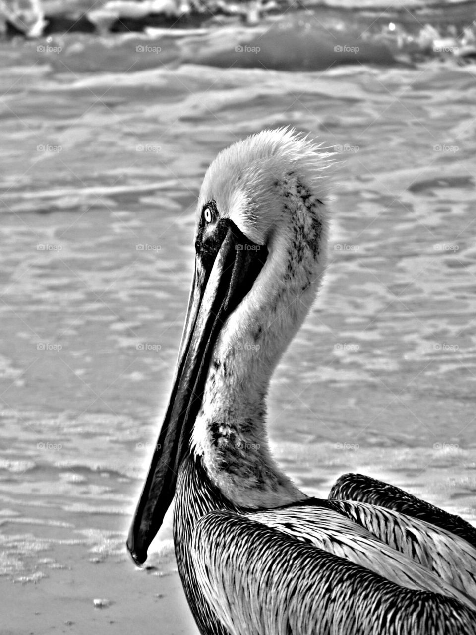 Sanibel pelican
